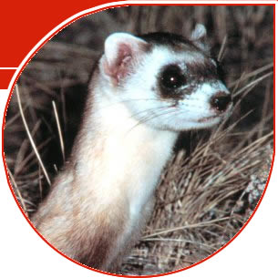 Feature_03_black_footed_ferret_v1223290226