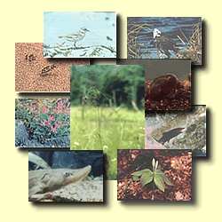 collage of 9 rare, threatened and endangerd species in the CT River watershed