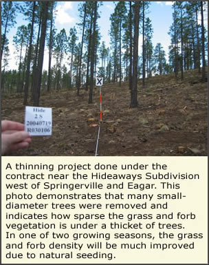 Thinning project near the Hideaways Subdivision