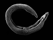 Microscopic worm curled into “C” shape.