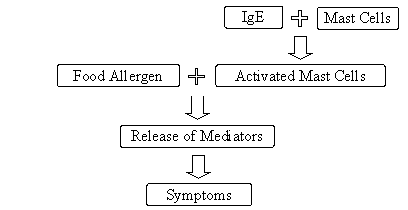 IgE + Mast Cells leads to Activated Mast Cels; Food Allergen + Activated Mast Cells leads to Release of Mediators leads to Symptoms