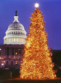 Photo:  Tall tree blazing with light.  Capitol dome in the background.
