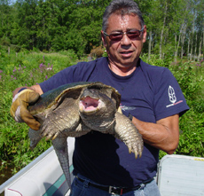 Turtles are a Tribally significat species to the St. Regis Mohawk Tribe.  Credit: DJ Monette / USFWS