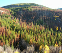 Photo of parts of the Okanogan National Forest that were not consumed by wildfire.