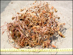 Figure 18. Example of fouled fishing line (out of water). Photo: Kendall et al. 2007