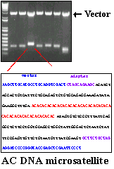 Image showing development of diverse primers