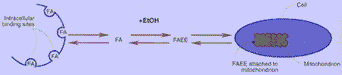 Intracellular Binding Sides