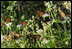 Monarch butterflies gather at President Bush’s ranch in Crawford, Texas, Aug. 23, 2007. Migrating to Mexico for the winter, the butterflies eat nectar and water. Larvae feed on milkweed. White House photo by Chris Greenberg