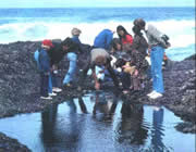 photo of group of people looking at a tidepool at Cape Perpetua 