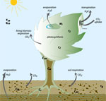 Global land biogeochemistry and ecology model used in GFDL’s Earth System Model