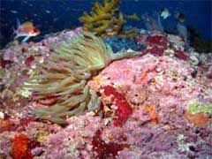 Giant anemone at Flower Garden Banks National Marine Sanctuary