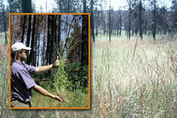 man holding grasses inset with a a recovering burned area.