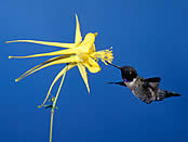 A black-chinned hummingbird pollinating yellow columbine.
