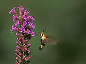 A clear wing hawkmoth hovers and samples nectar from this Liatris spicata.