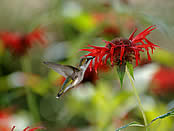 A ruby-throated hummingbird samples a scarlet beebalm flower.