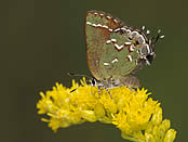 An olive butterfly on olive early goldenrod.