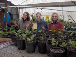 three women standing behind potted native plants in a green house.