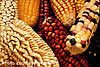 different varieties of corn.