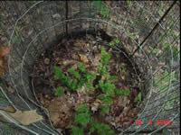 young yew enclosed in a wire enclosure.