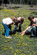 two young children, a boy and a girl, looking at wildflowers with a man in a Forest Service uniform.