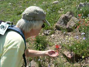 senior citizen looking at a wildflower.