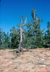 Gnarled and stunted Jeffrey pine on serpentine.