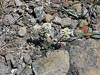 Thlaspi montanum var. montanum