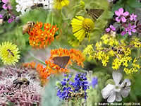 A collage of bees and butterflies on flowers.