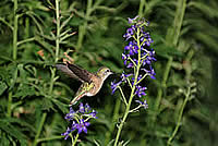Hummingbird nectaring on a purple flower.