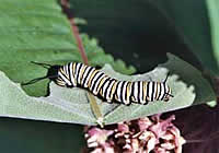 Monarch larva on milkweed.