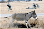 DONKEY DASH - Click for high resolution Photo