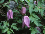 Rock clematis.