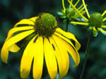 Cutleaf coneflower.