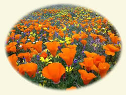 orange poppies in a native California poppy seed production area.