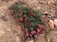 Astragalus whitneyi ssp. siskiyouense