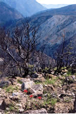 View of the North Fork Smith River watershed after the Bisuit Fire of 2002.