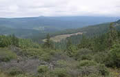 Distant view of serpentine grassland surrounded by  Douglas-fir forest.