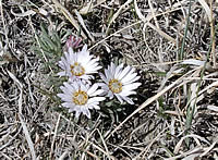 Townsend's Easter daisy