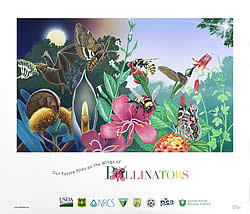 Thumbnail of Pollinators Poster.