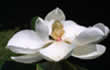 magnolia blossom.
