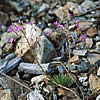 Lewisia leana