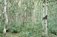 healthy aspen stand with seedlings, saplings, mature trees that you cannot see through.