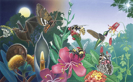 A night and day scene displaying various pollinators and their plant interactions.