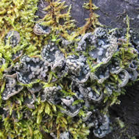 Peltigera didactyla, dog-pelt lichen.