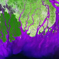 The Ganges River forms an extensive delta where it empties into the Bay of Bengal. The delta is largely covered with a swamp forest known as the Sunderbans, which is home to the Royal Bengal Tiger. The satellite photo was taken on Feb. 28, 2000.