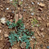 Lomatium howellii