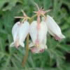 Dicentra formosa ssp. oregana