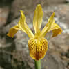 yellow Iris innominata.
