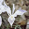 white Iris innominata.