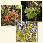 Three overlain lichen images (foreground to background): Cladonia cristatella, Acarospora species, and Sticta species